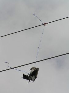 A bird is strangled by a balloon string in a wire. Photo: Pamela Denmon, United States Fish & Wildlife Service.