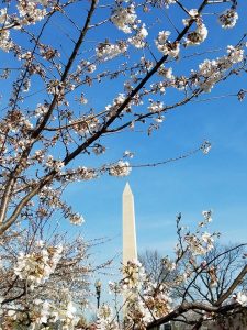 Cherry blossoms fill the sky in front of the Washington Monument during 2016's blooming. Photograph: Weatherboy