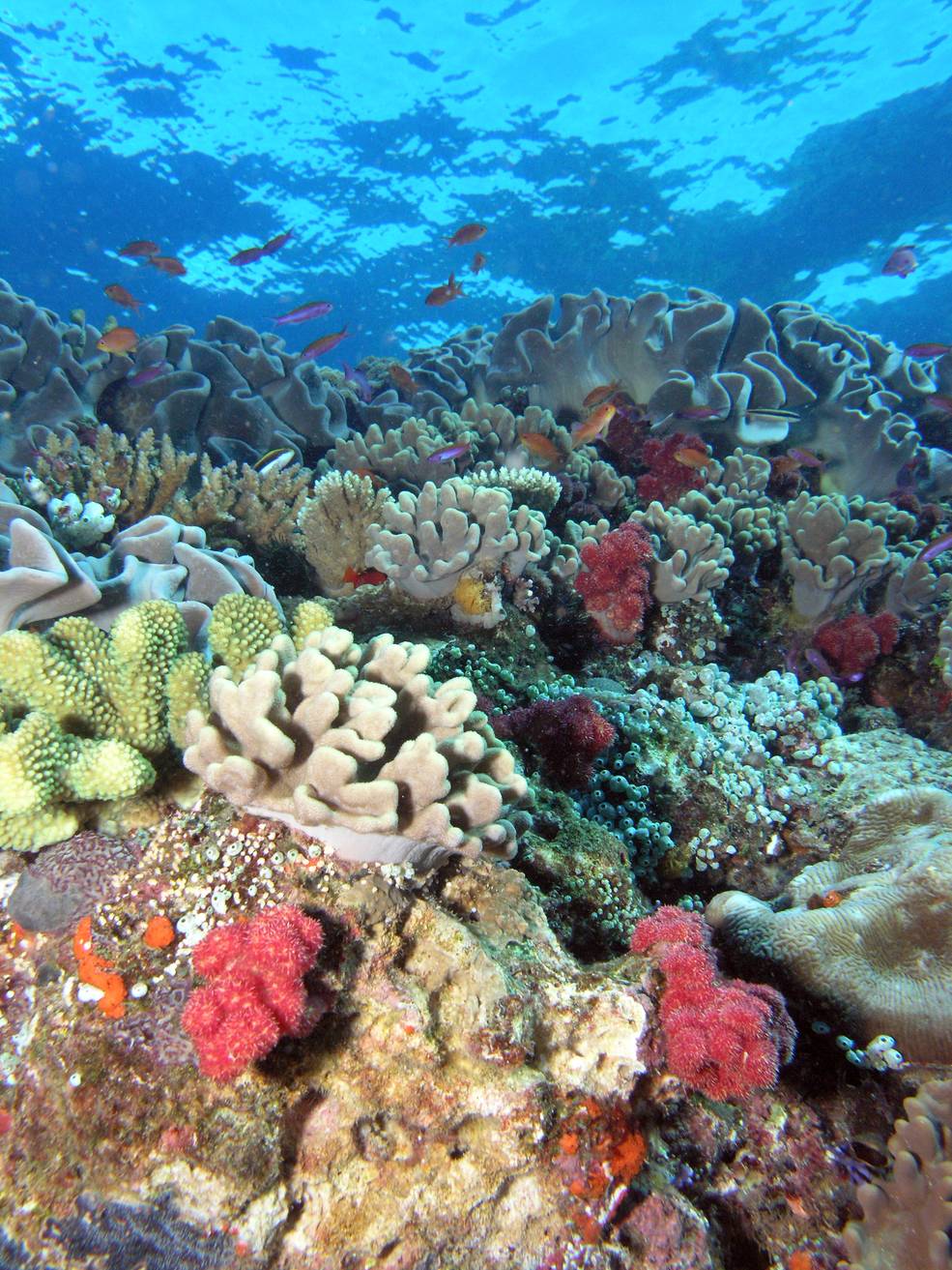 NASA coral reef studies in Hawaii this year will help scientists understand this unique environment.  Image: NOAA