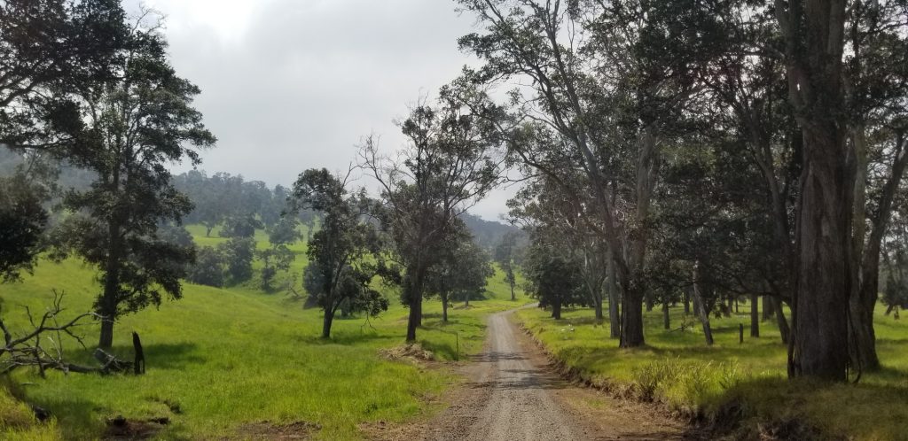 The Kahuku Unit of Hawaii Volcanoes National Park contains numerous trails for visitors to explore through Ohia forest and grassy hills. Photograph: Weatherboy