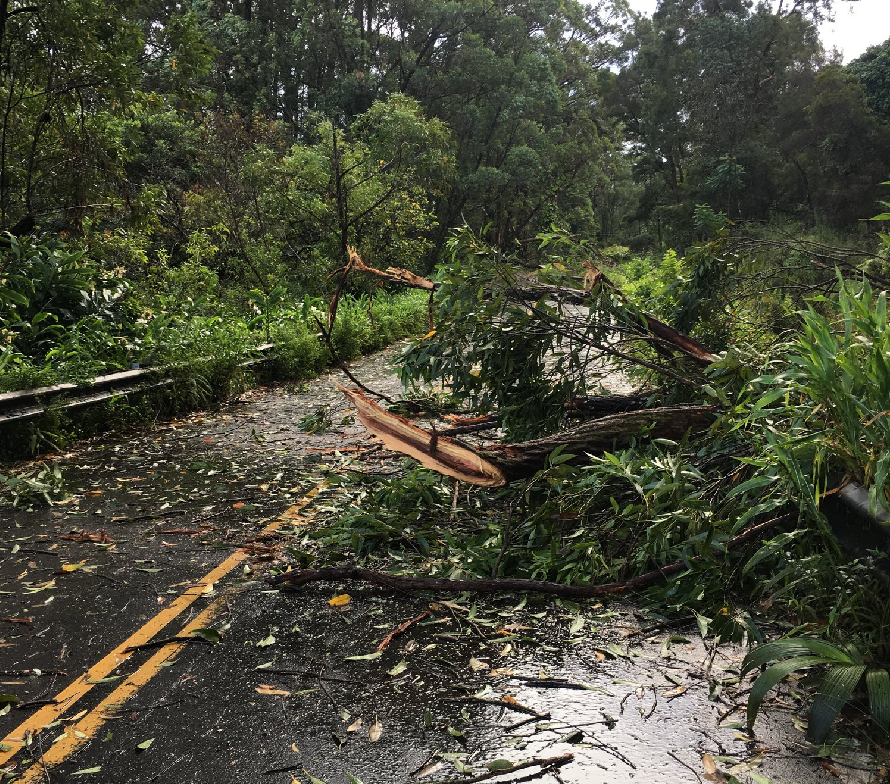 Trees and other debris cover roads as wind-whipped rain fall in Maui. Image: HDOT