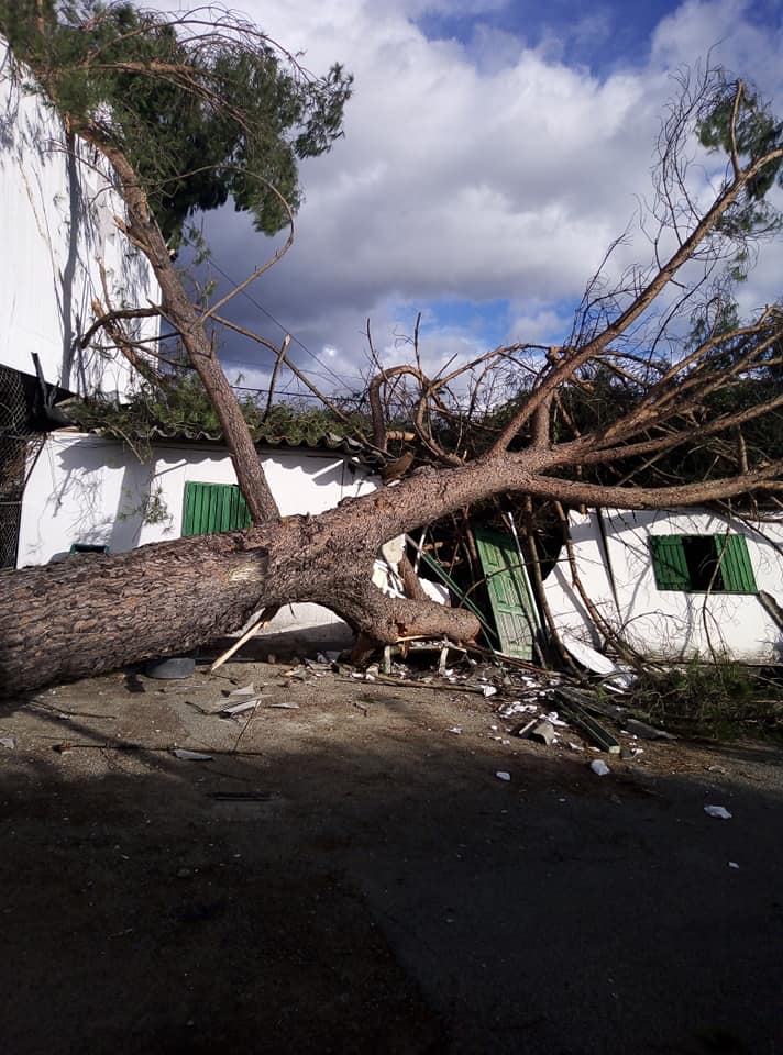 Trees lay on damaged homes in Portugal, where people are beginning clean-up after what was left of Hurricane Leslie struck the European country. Image: Fábio Félix / Meteo Trás os Montes