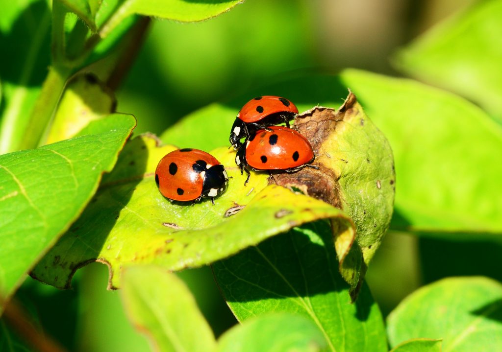It wasn't rain that weather RADAR saw in the San Diego area earlier this week; it was a massive swam of ladybugs.