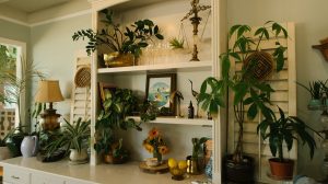 A new study shows that houseplants are not effective at introducing clean air into homes.