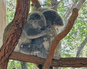 One of Australia's most famous animals, the koala, is threatened by fire. Image: Weatherboy