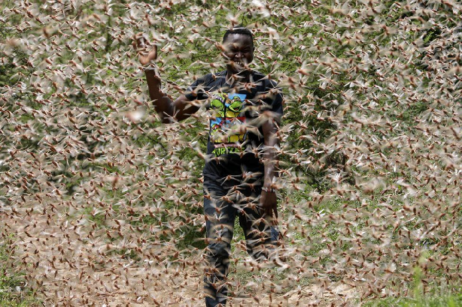 Billions of locusts are swarming across portions of Africa. Image: EPA