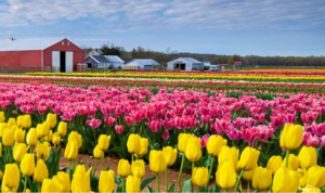 Holland Ridge Farms is a family-owned flower farm in Cream Ridge, New Jersey. It currently hosts two annual flower festivals – tulips in the Spring and sunflowers in the Fall. Image: Holland Ridge Farms