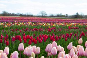 The colorful fields of tulip blooms stretch on as far as the eye can see at a central New Jersey farm.  These blooms are challenged with each night of sub-freezing temperatures. Image: Holland Ridge Farms