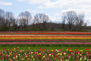 Rows and rows of tulips bloom at Holland Ridge Farms in New Jersey. Image: Holland Ridge Farms