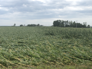 Corn crops were flattened by the derecho across large swaths of the Midwest, as this photo shot just east of Garden City, Iowa shows. Image: A. Rieck-Hinz, Iowa State University