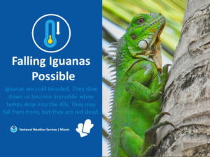 Falling Iguanas? The National Weather Service is warning of the possibility. Image: NWS