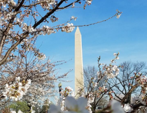 Cherry blossoms peak in Washington, DC. Image: Weatherboy