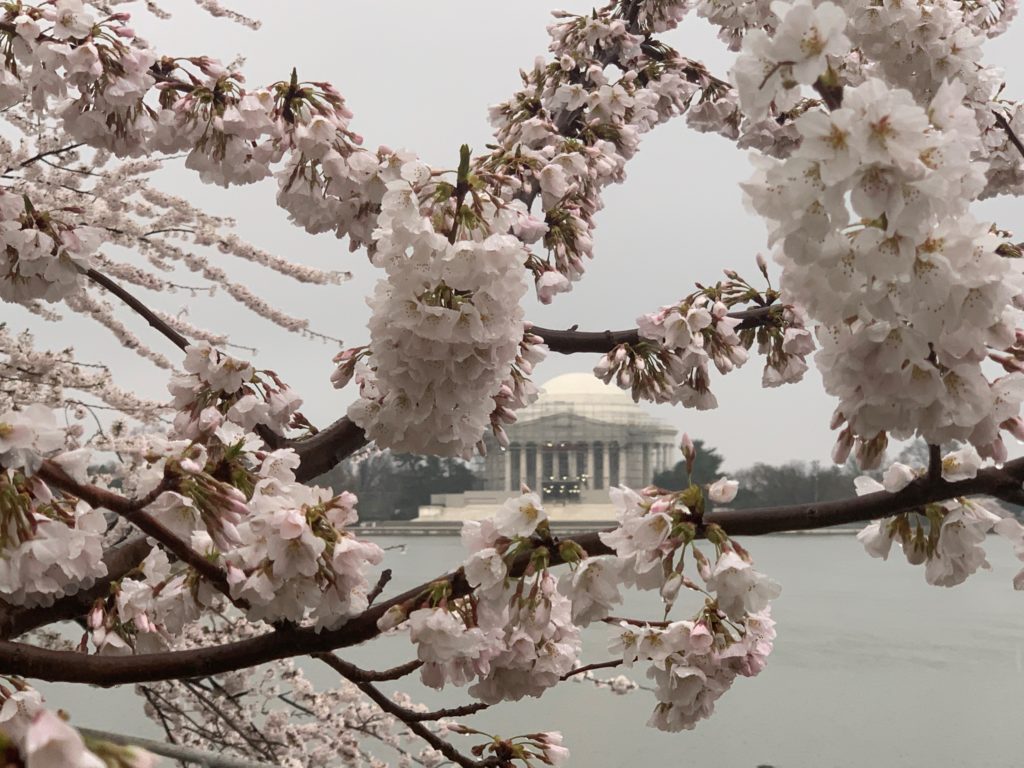 The National Park Service confirmed that the peak blossom is occurring on today, March 28, 2018. 