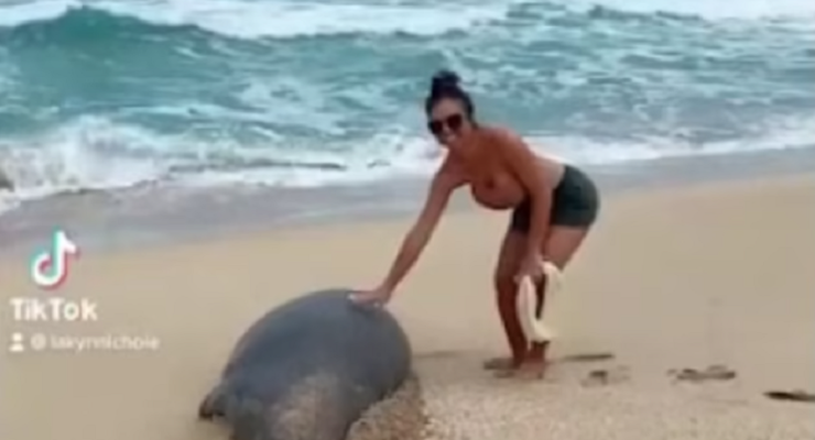 A woman who posted a TikTok of petting a seal on a beach in Hawaii was fined by NOAA for the viral post. Image: TikTok