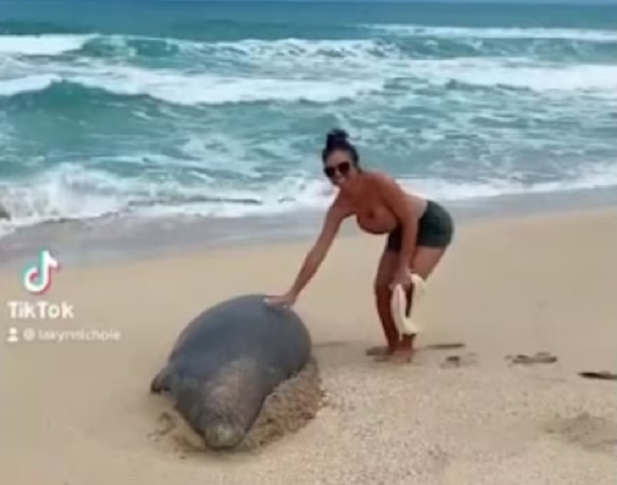 A woman who posted a TikTok of petting a seal on a beach in Hawaii was fined by NOAA for the viral post. Image: TikTok