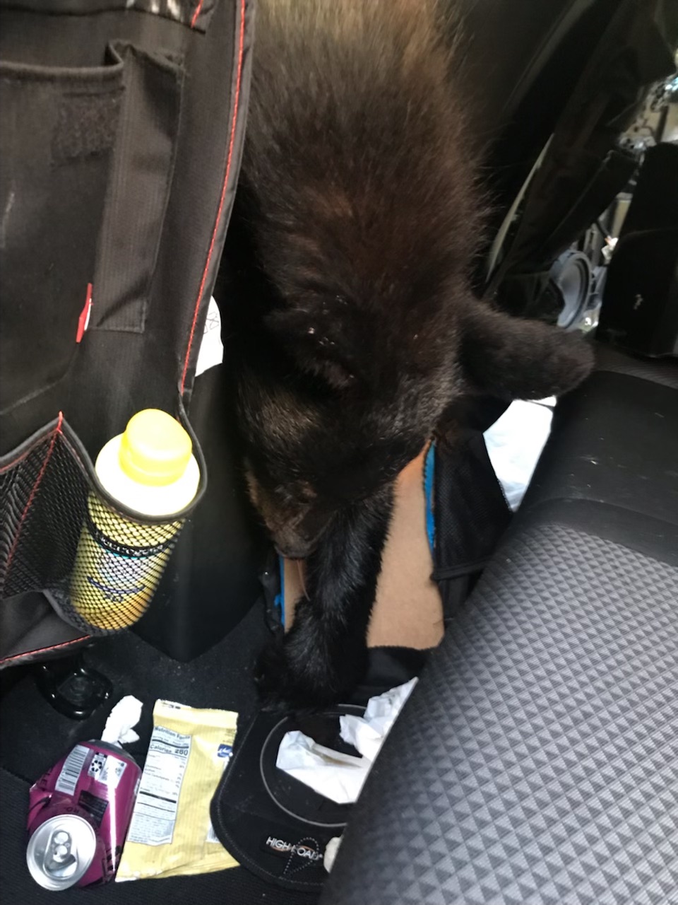 A photograph of the deceased bear also shows food and drink containers inside the vehicle.  Image: TWRA