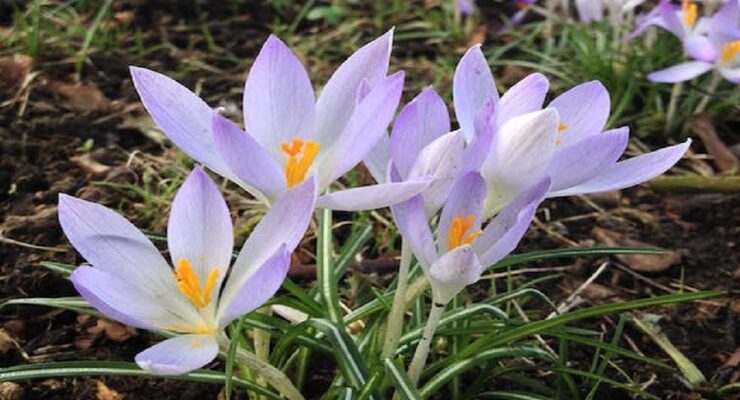 March 20, 2023 is the first day of Spring.