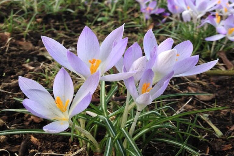 Today Wraps Up Winter; Spring 2026 Arrives Tomorrow