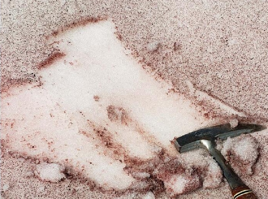 A pink snow algae bloom is scraped off the snow surface with a rock hammer in the Beartooth Mountains of Wyoming. Image: Jeff Havig, University of Minnesota