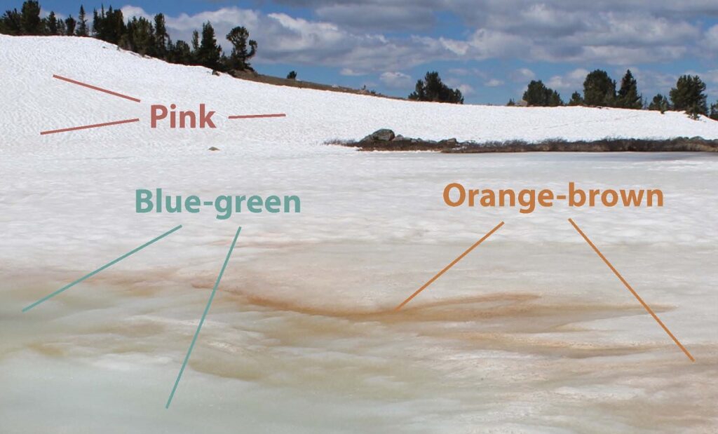 Images of snow algae and snow cyanobacteria on snow fields in the Beartooth Mountains near the Beartooth Pass Summit. This image shows pink snow algae on the upper snowbank and blue-green and orange-brown snow cyanobacteria in the lower portions of the snow patch. Image: Jeff Having, University of Minnesota