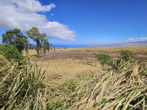 Thick, dry, invasive grass fills the vast expanse land that surrounds Waikoloa Village on the Big Island of Hawaii, considered to be one of the most at-risk communities of wildfire damage in the state. File Photo August 29, 2023. Image: Weatherboy