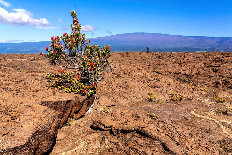 An Ohia tree is blooming in the Kaʻu Desert near the summit of the Kilauea Volcano; the Mauna Loa Volcano appears in the distance. Image: NPS / Janice Wei