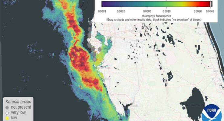 The red colors indicate high levels of algae in the Gulf of Mexico in the wake of Hurricanes Helene and Milton. Image: NOAA