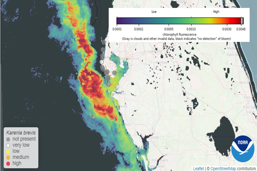 The red colors indicate high levels of algae in the Gulf of Mexico in the wake of Hurricanes Helene and Milton.  Image: NOAA