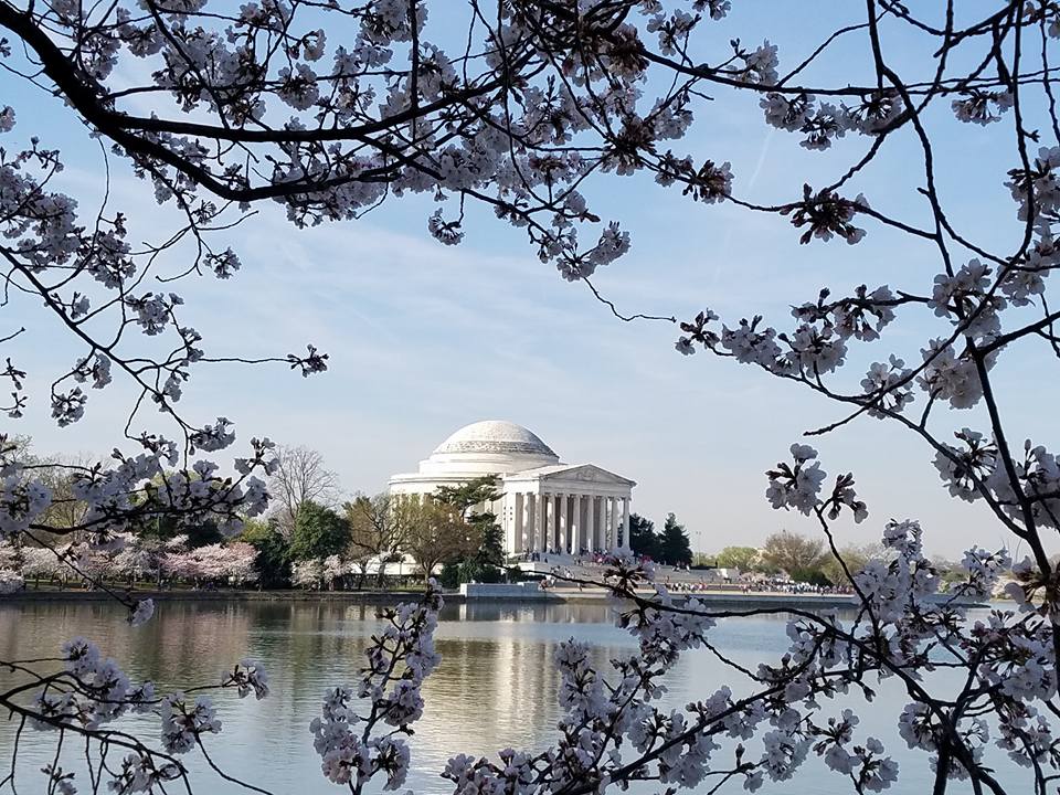 Cherry Blooms open on a last year's injection in Washington DC. Image: Weatherboy