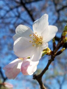 Cherry blossom in Washington DC. Image: Weatherboy