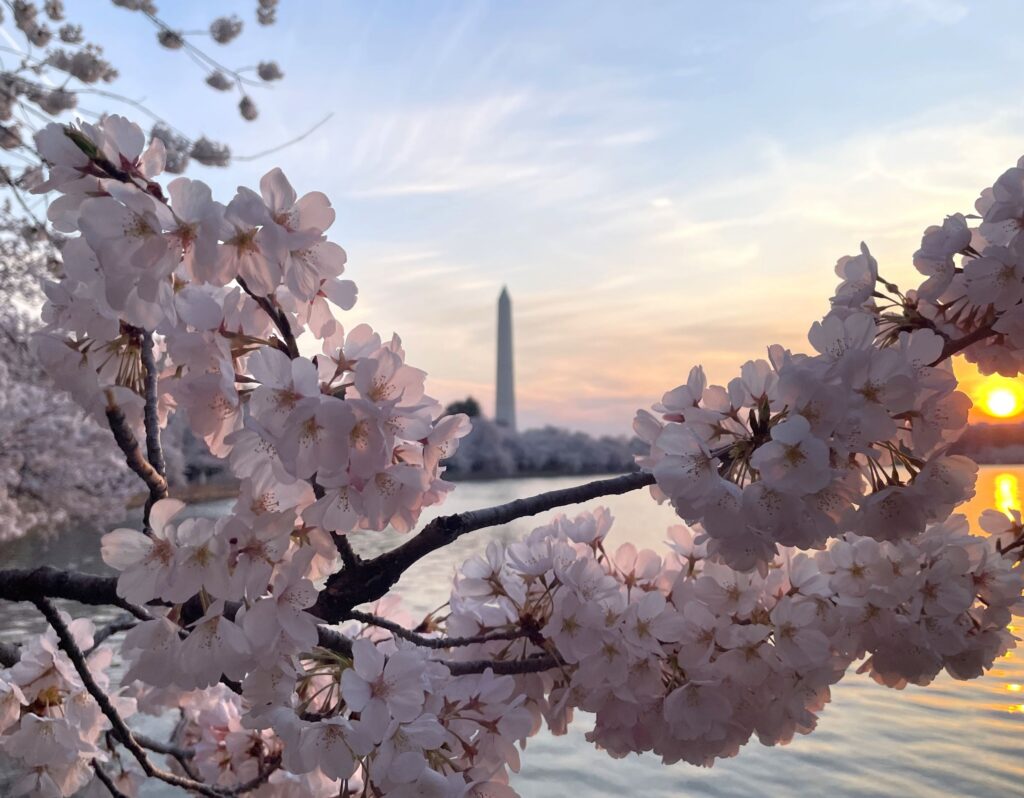 The National Park Service at the National Mall has declared that peak bloom has arrived for the cherry trees around Washington DC.  Image: NPS