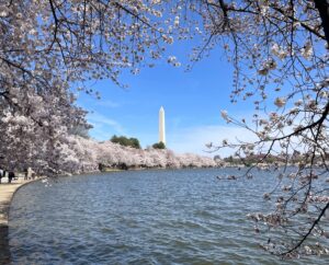 Almost at peak! A view of the cherry trees in Washington DC show they're about to burst into peak bloom very soon. Image: NPS