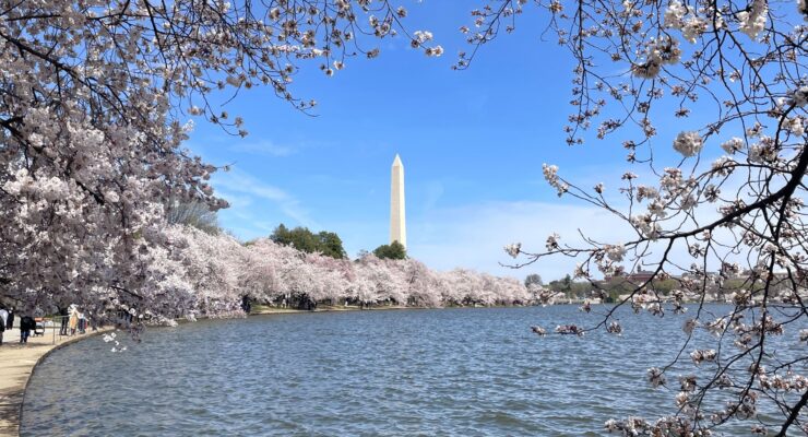Almost at peak! A view of the cherry trees in Washington DC show they're about to burst into peak bloom very soon. Image: NPS
