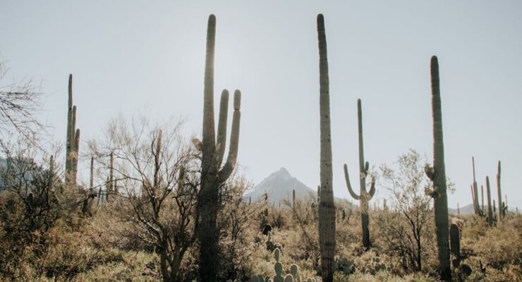 A record-breaking heat wave is expected across portions of the western U.S. by the end of the week.