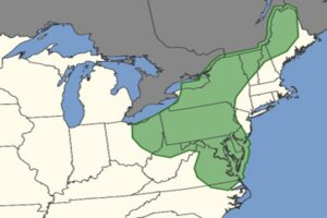 The area in green is at risk of seeing tornadic thunderstorms today. Image: NWS SPC