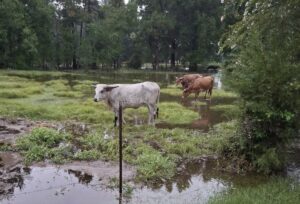Catttle head for higher ground as rains from Edouard flood the Tarkington Prairie in Liberty County, Texas. Image: Jason Bowen